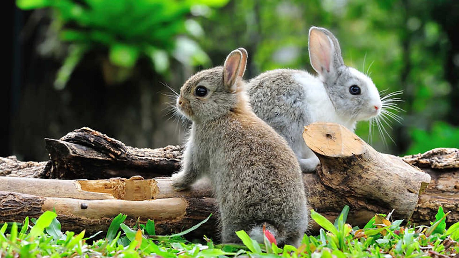 Grandes documentales - Los excavadores (3) - Ver ahora