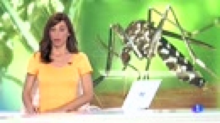  - A la caza del mosquito tigre en Barcelona