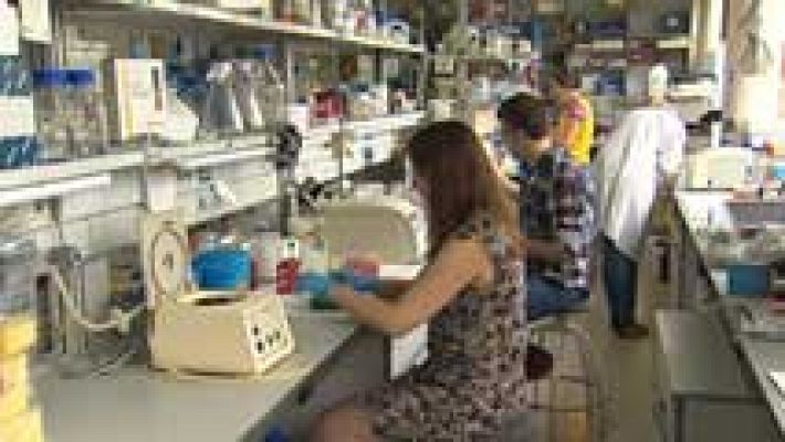 Telediario 1 - Investigadores españoles desarrollan un tratamiento que consigue ralentizar el envejecimiento en ratones