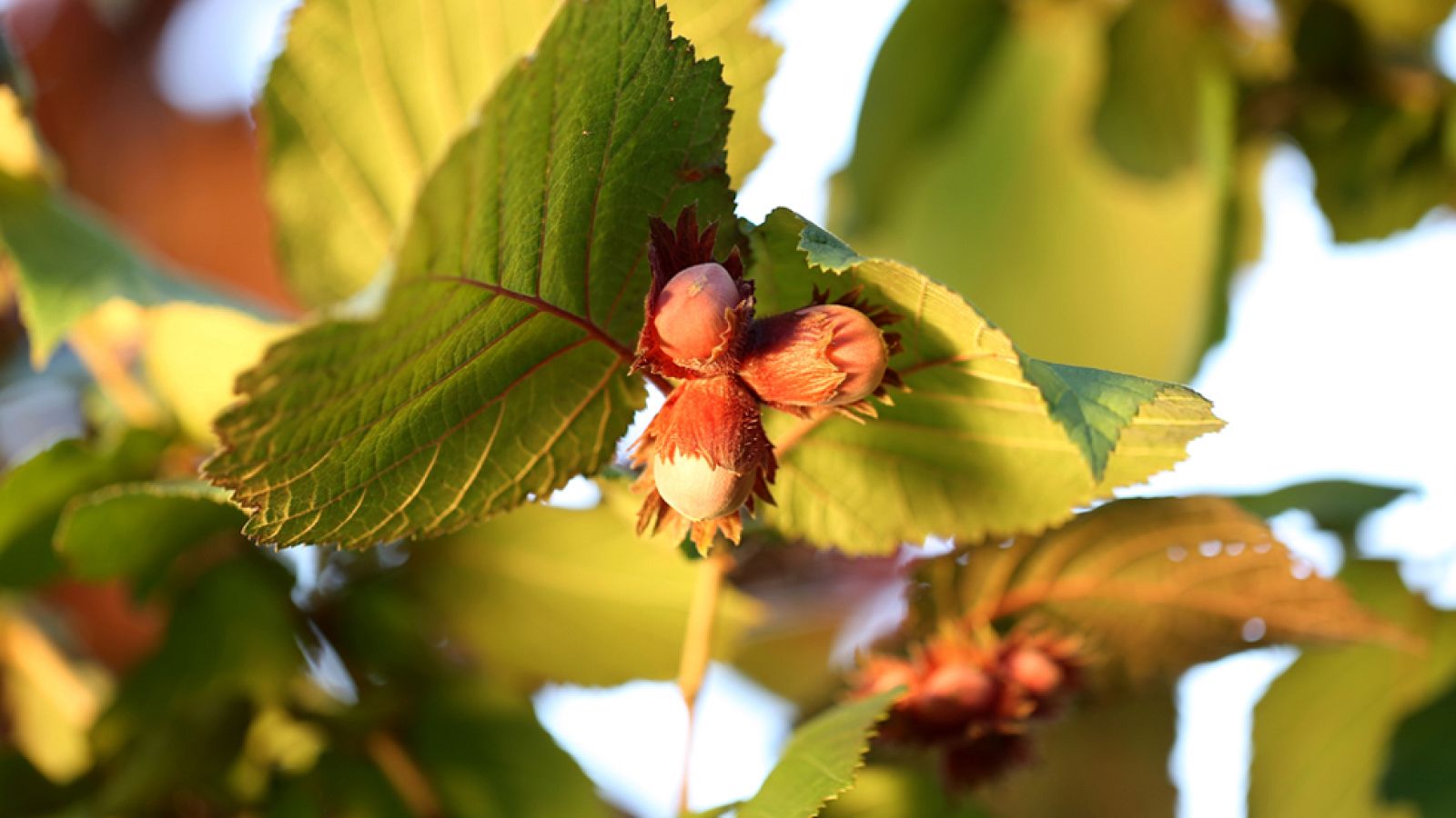 Los Consejos de Maxi - Aprende a sacar partido a las avellanas