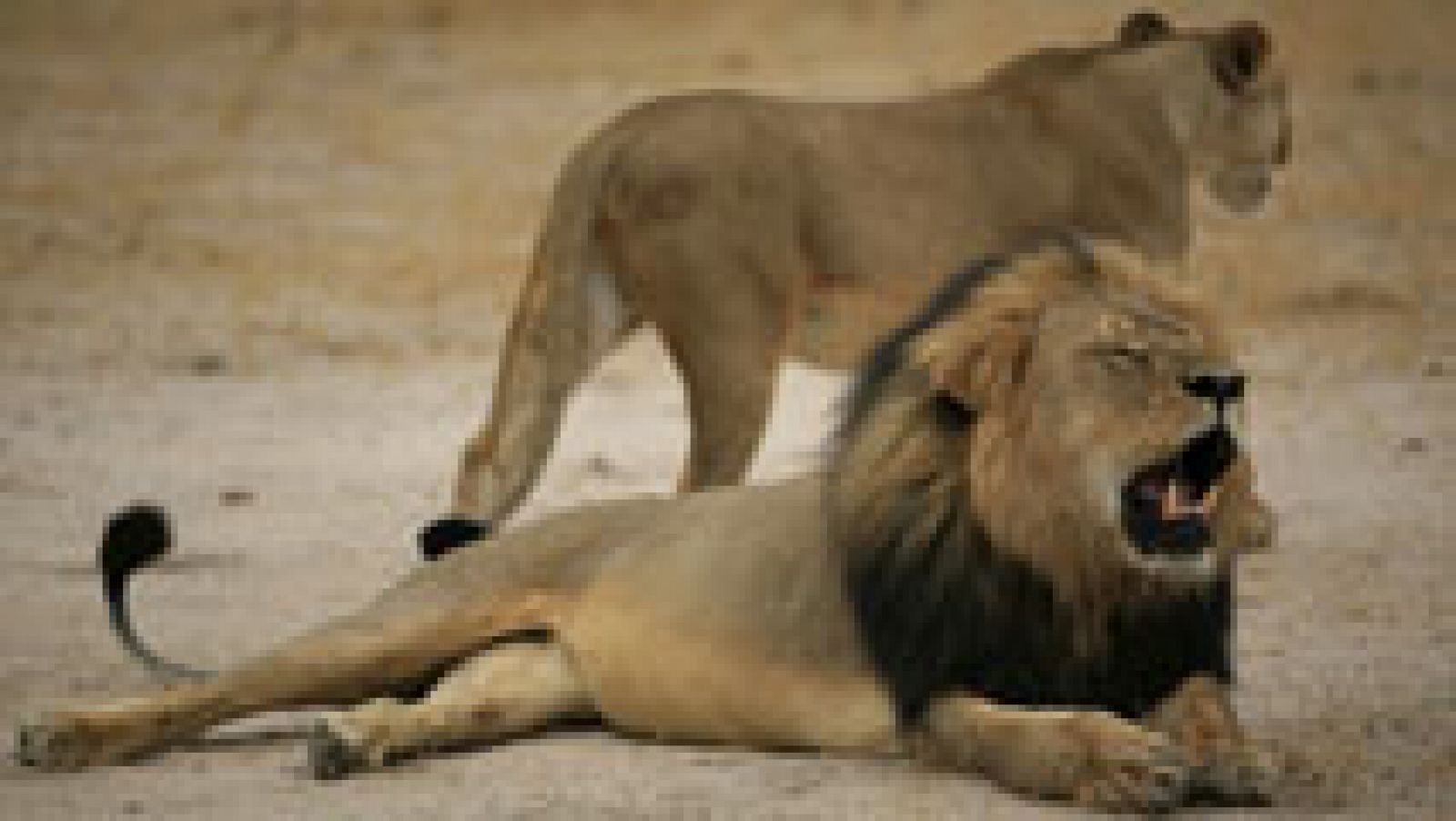 Telediario 1: El estadounidense que mató a Cecil, uno de los leones más emblemáticos de Zimbabwe, asegura que todo fue legal | RTVE Play