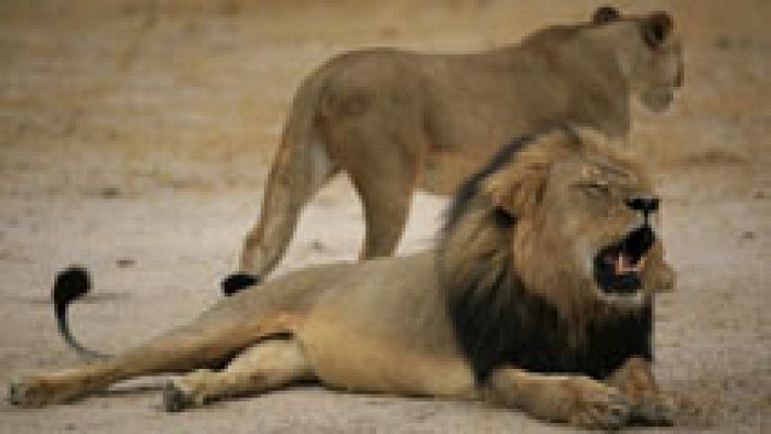 Telediario 1 - El estadounidense que mató a Cecil, uno de los leones más emblemáticos de Zimbabwe, asegura que todo fue legal