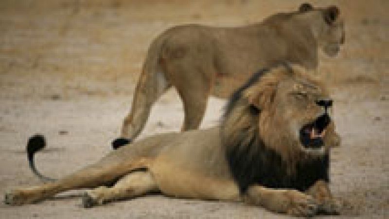 El estadounidense que mató a Cecil, uno de los leones más emblemáticos de Zimbabwe, asegura que todo fue legal
