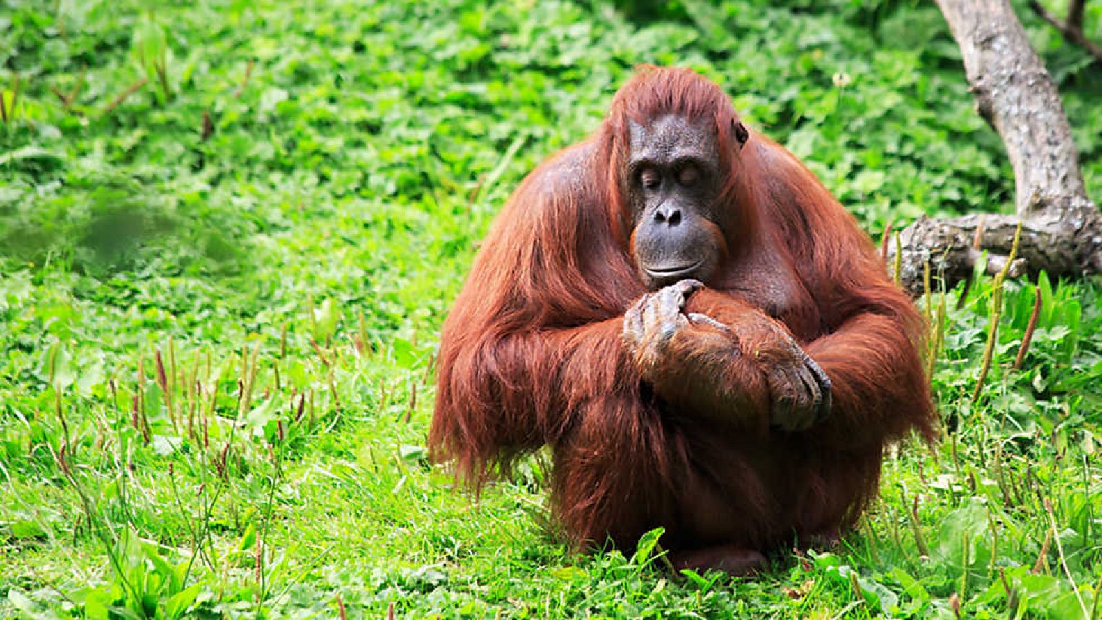 Grandes documentales - Mundo natural: Orangutanes. El rescate del gran simio