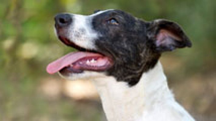 España Directo - Primer pueblo del mundo con vecinos no humanos