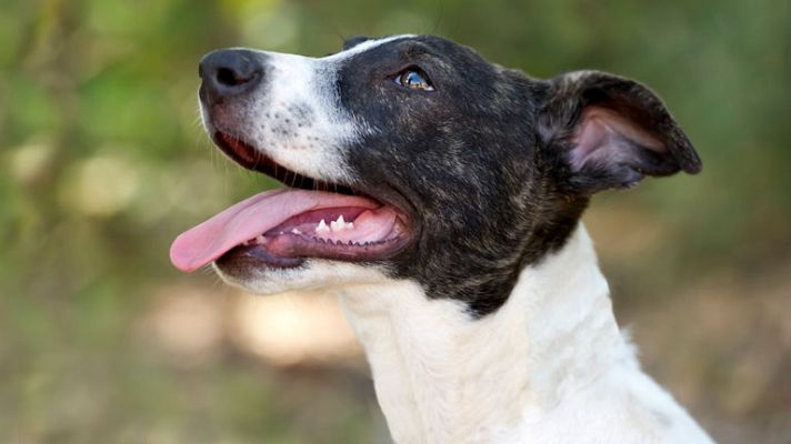 España Directo - Primer pueblo del mundo con vecinos no humanos