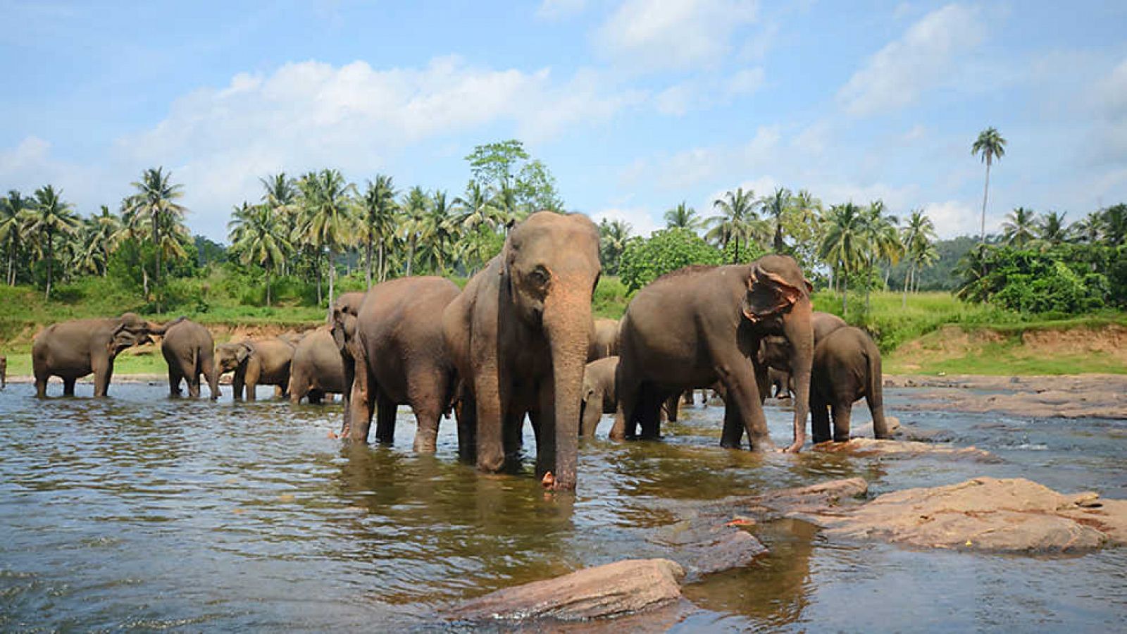 Grandes documentales - Mundo Natural: Sri Lanka, la isla de los elefantes