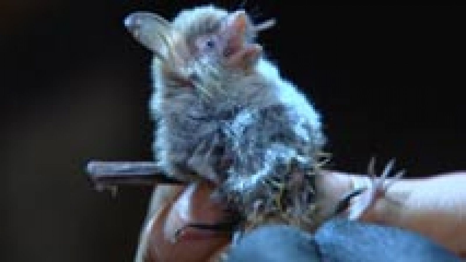 Telediario 1: Los murciélagos, útiles para el cuidado de cultivos | RTVE Play
