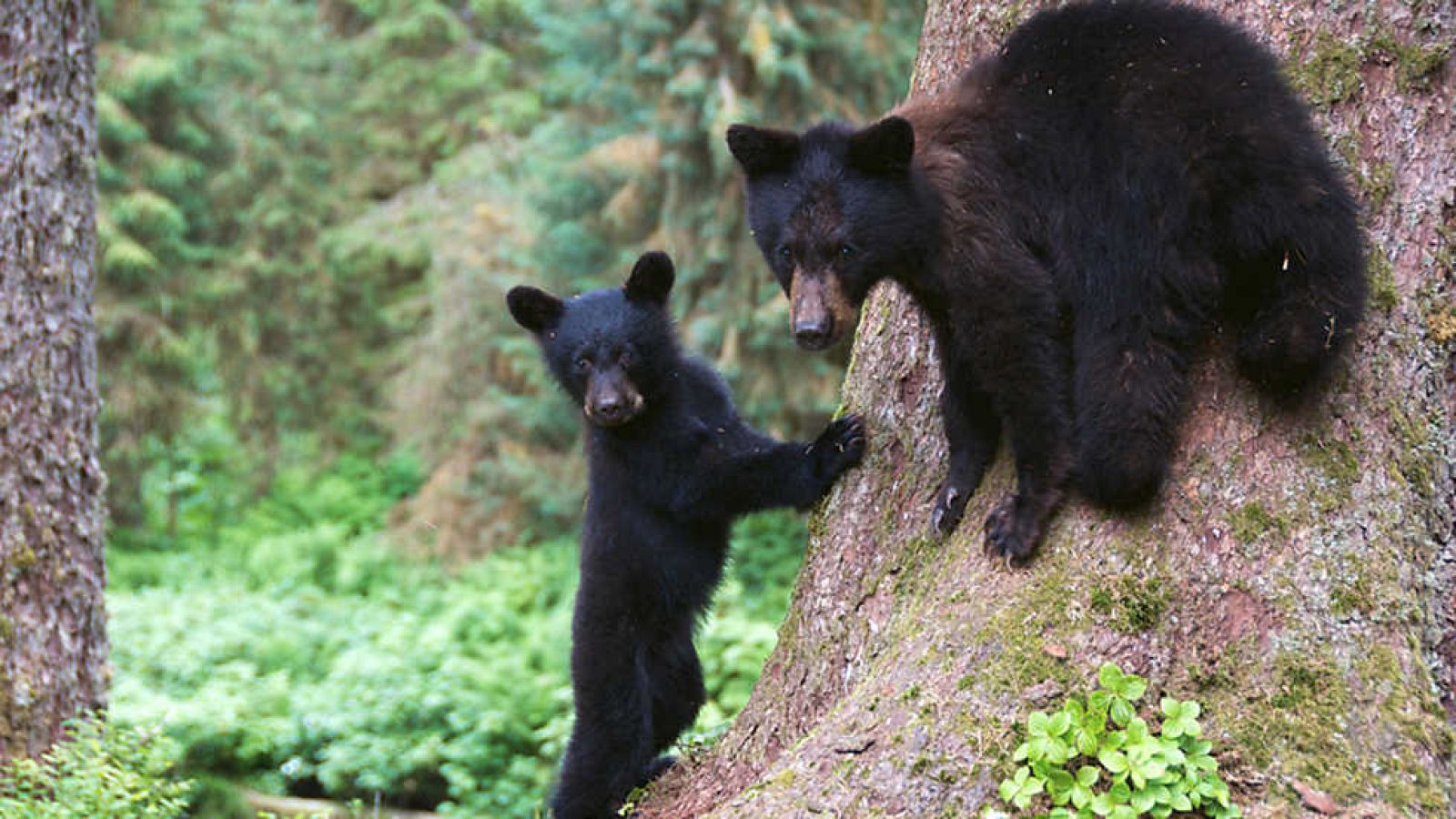 Grandes documentales - La vida en el planeta Tierra: Historia de tres osos - ver ahora