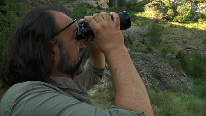 Aquí la Tierra - Luismi Domínguez nos descubre al buitre leonardo