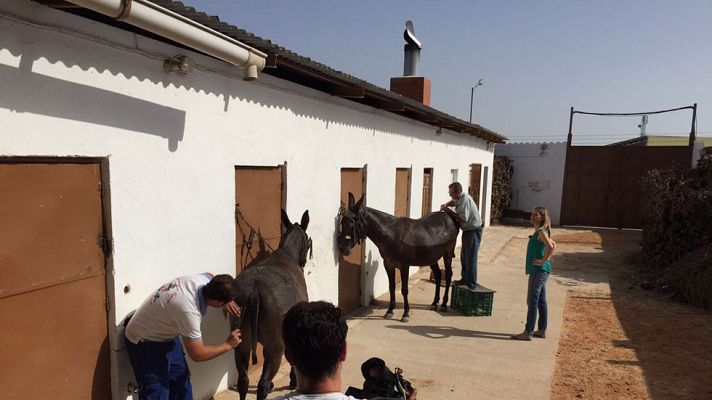 Aquí la Tierra - ¡Las mulas también van a la peluquería!