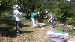 Aquí la Tierra- ¿Apadrinarías una colmena de abejas?