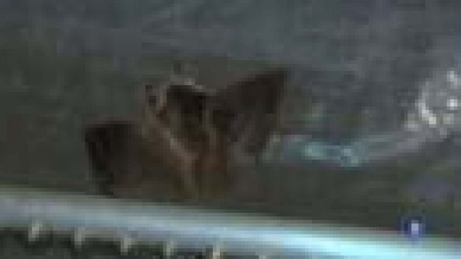 Els ratpenats, un gran aliat en la lluita contra els mosquits a l'estiu