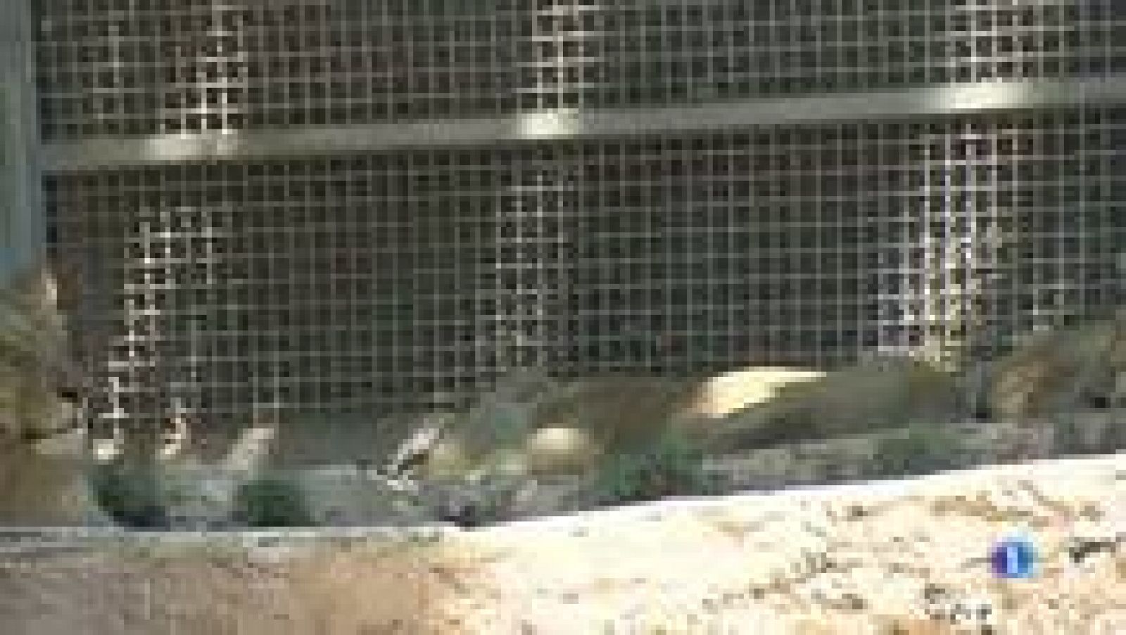 L'Informatiu: Us ensenyem com protegeixen als animals de la calor al Zoo de Barcelona | RTVE Play