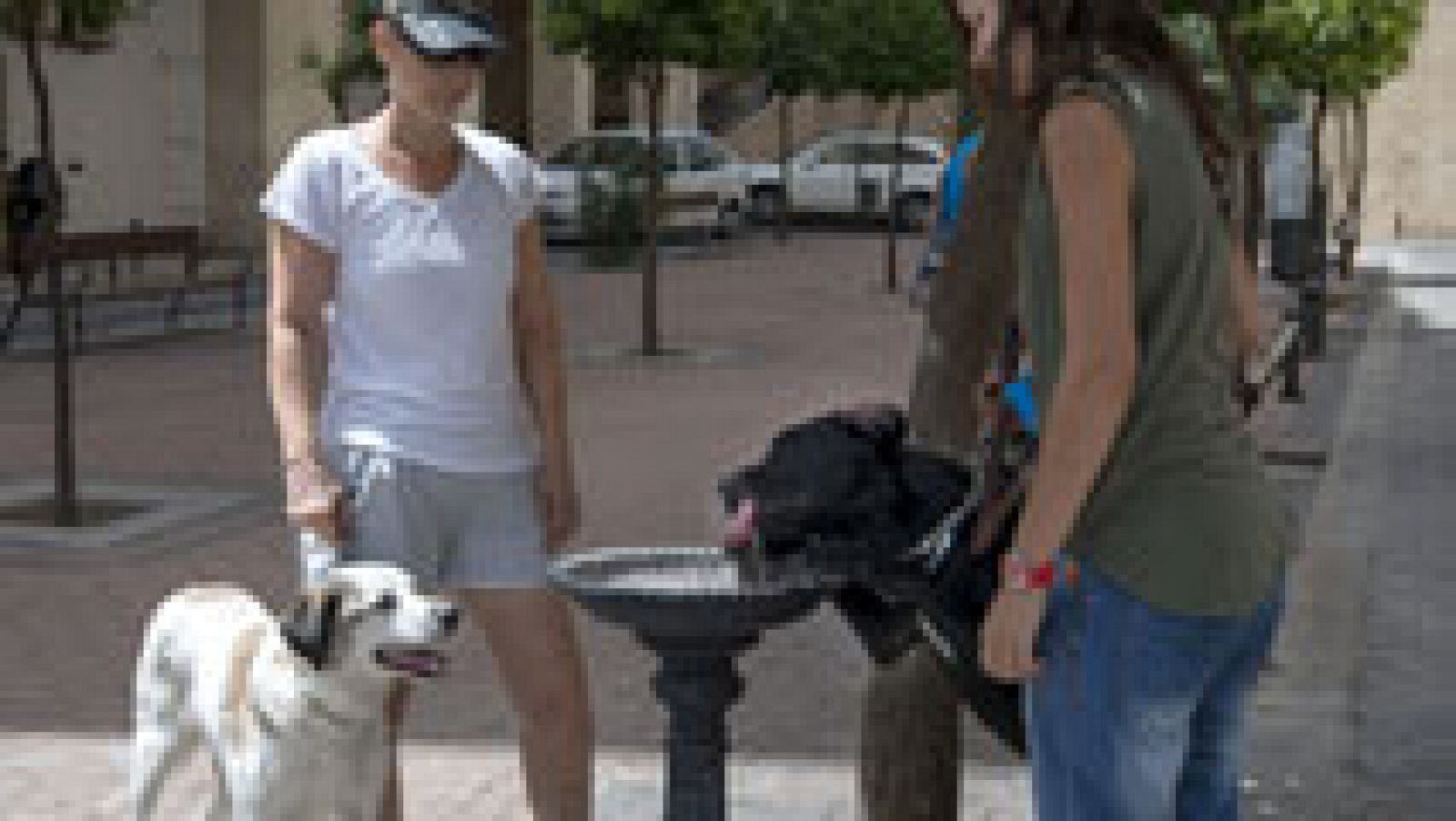 Telediario 1: El abandono de perros aumenta en verano, el año pasado se recogieron 107.000 | RTVE Play