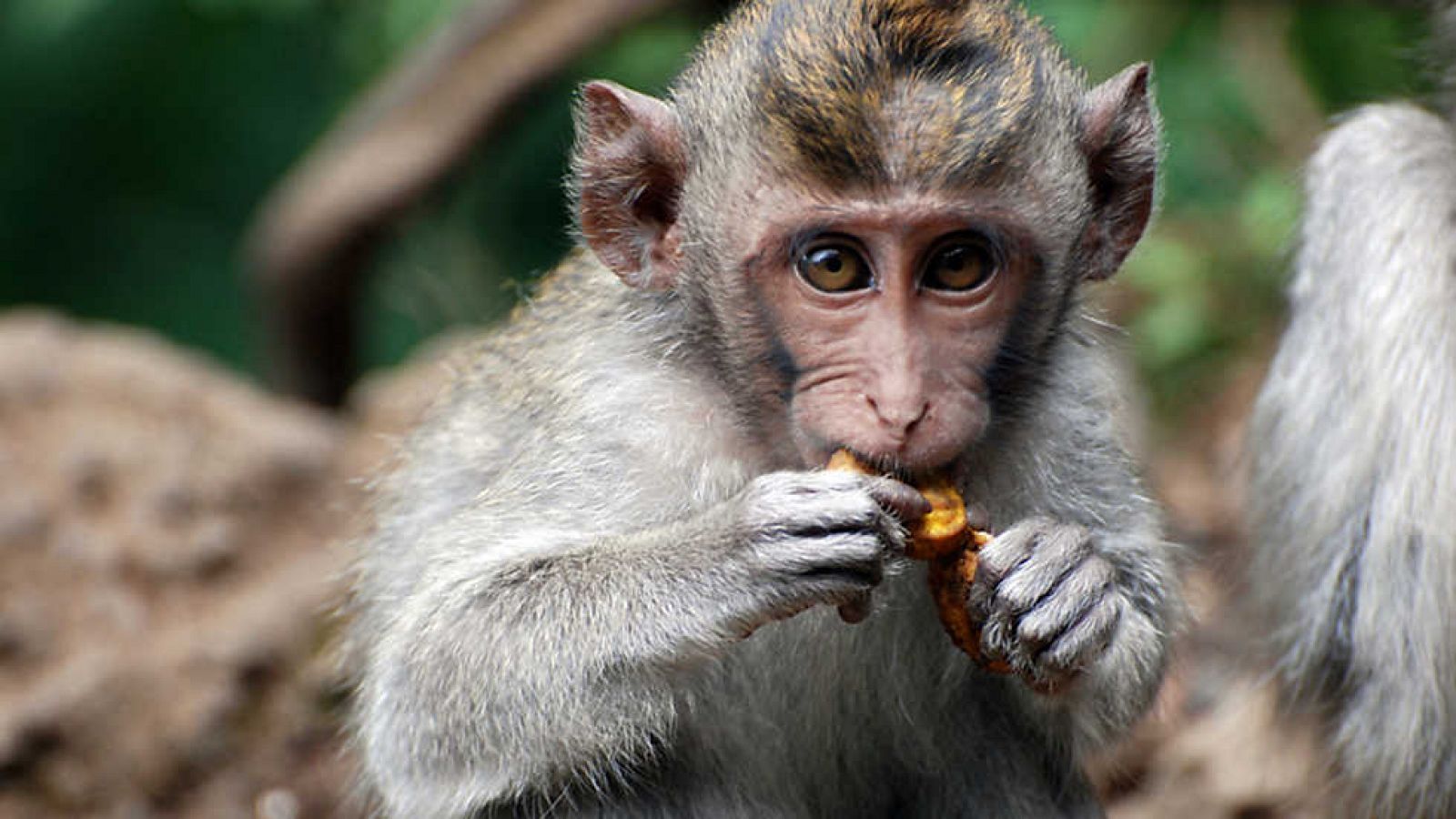 Grandes documentales - La vida en el planeta Tierra. Historia de un mono
