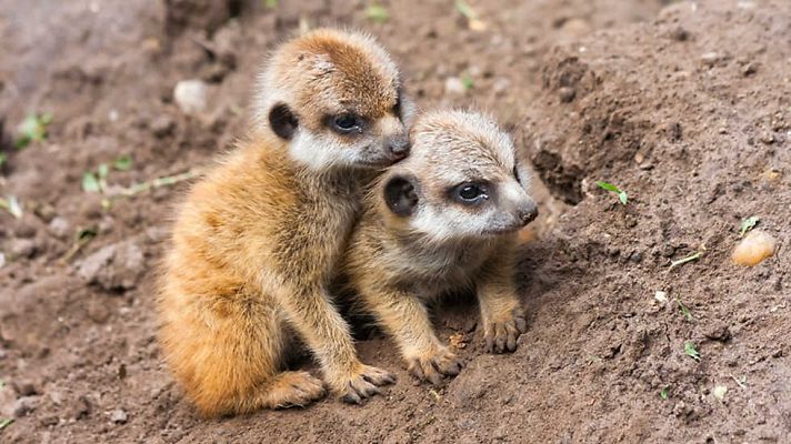 Grandes documentales - La vida en el planeta Tierra. Historia de un suricato