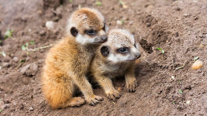 Grandes documentales - La vida en el planeta Tierra. Historia de un suricato