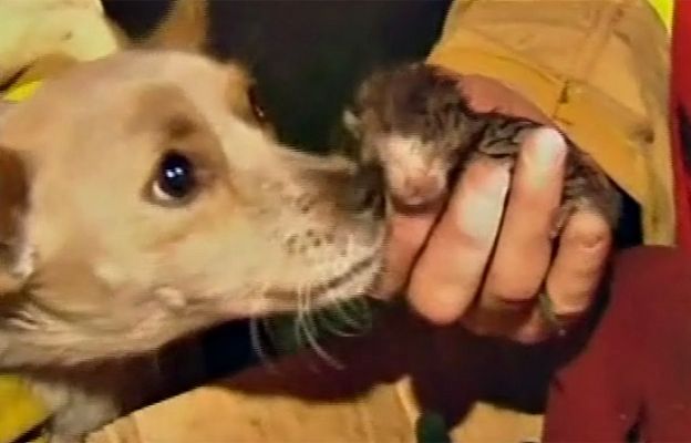  - Un verdadero héroe canino