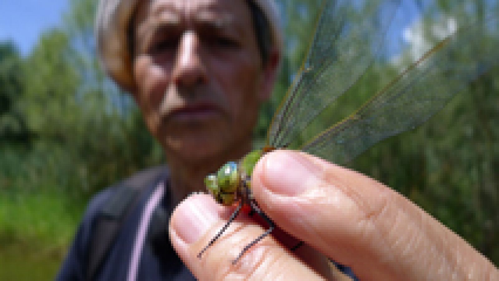 Aquí la Tierra: Las libélulas, unas pequeñas superheroínas | RTVE Play