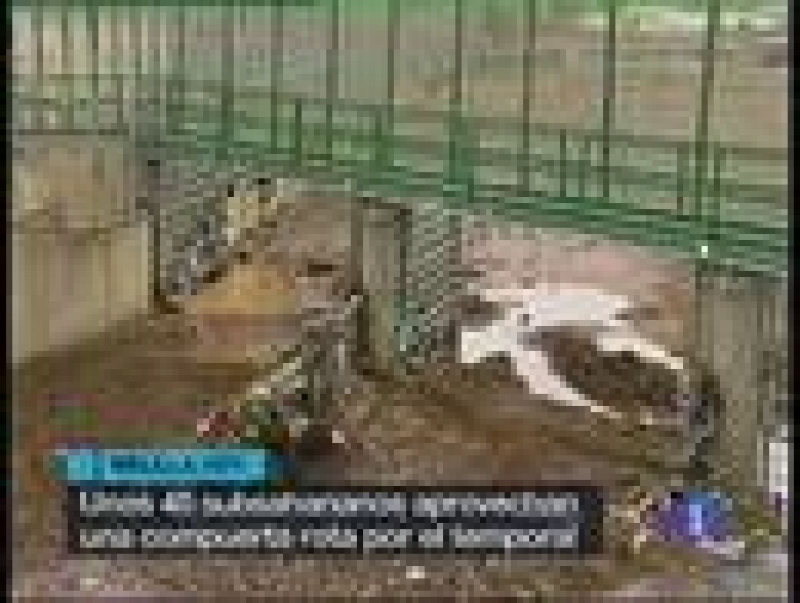 Las Fuerzas de Seguridad han conseguido interceptar a 30 de los inmigrantes que esta mañana han entrado en Melilla aprovechando que las compuertas de la valla del perímetro se encontraban abiertas como consecuencia de las lluvias.