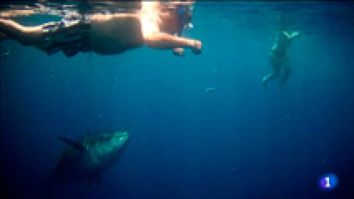Telediario 1 - Bañarse con atunes, una aventura para recordar