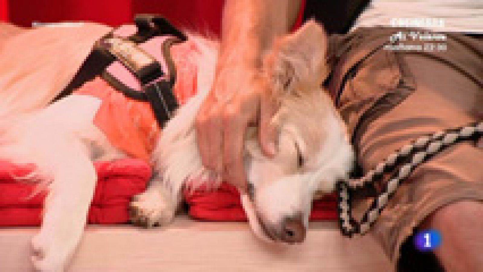 Insuperables - Fernando y Jett: disc dog por una buena causa