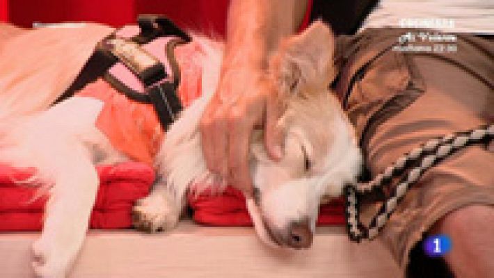 Fernando y Jett: disc dog por una buena causa