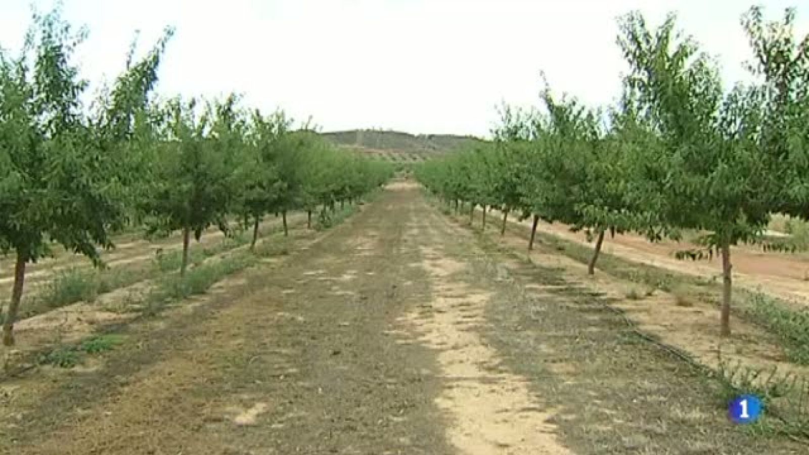 Comença la recollida de la collita de l'ametlla a Catalunya