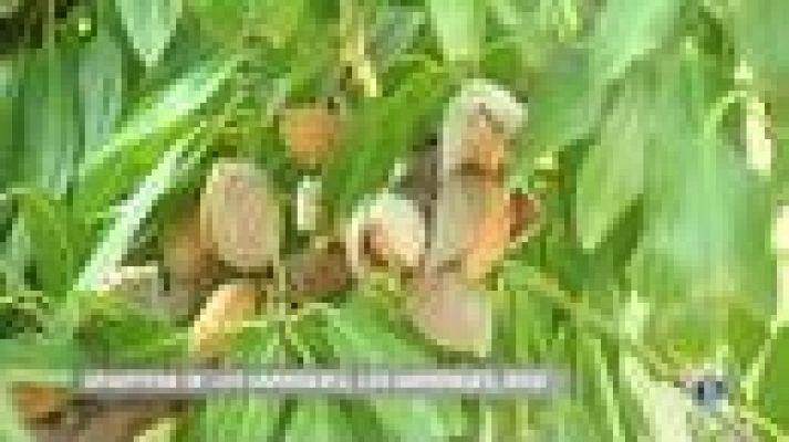 L'Informatiu - Comença la recollida de la collita de l'ametlla a Catalunya