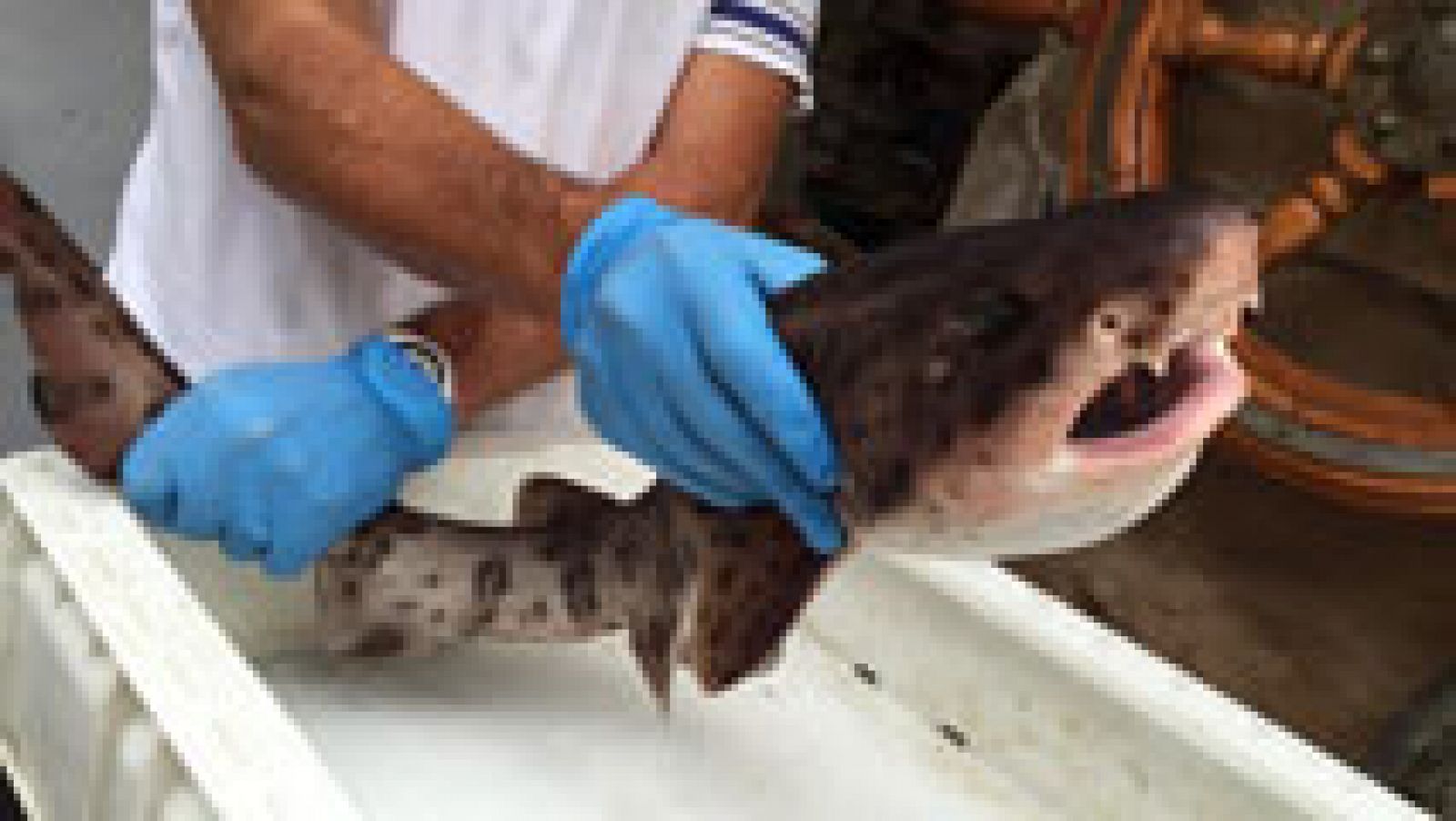 Probamos el jamón del mar: el curadillo