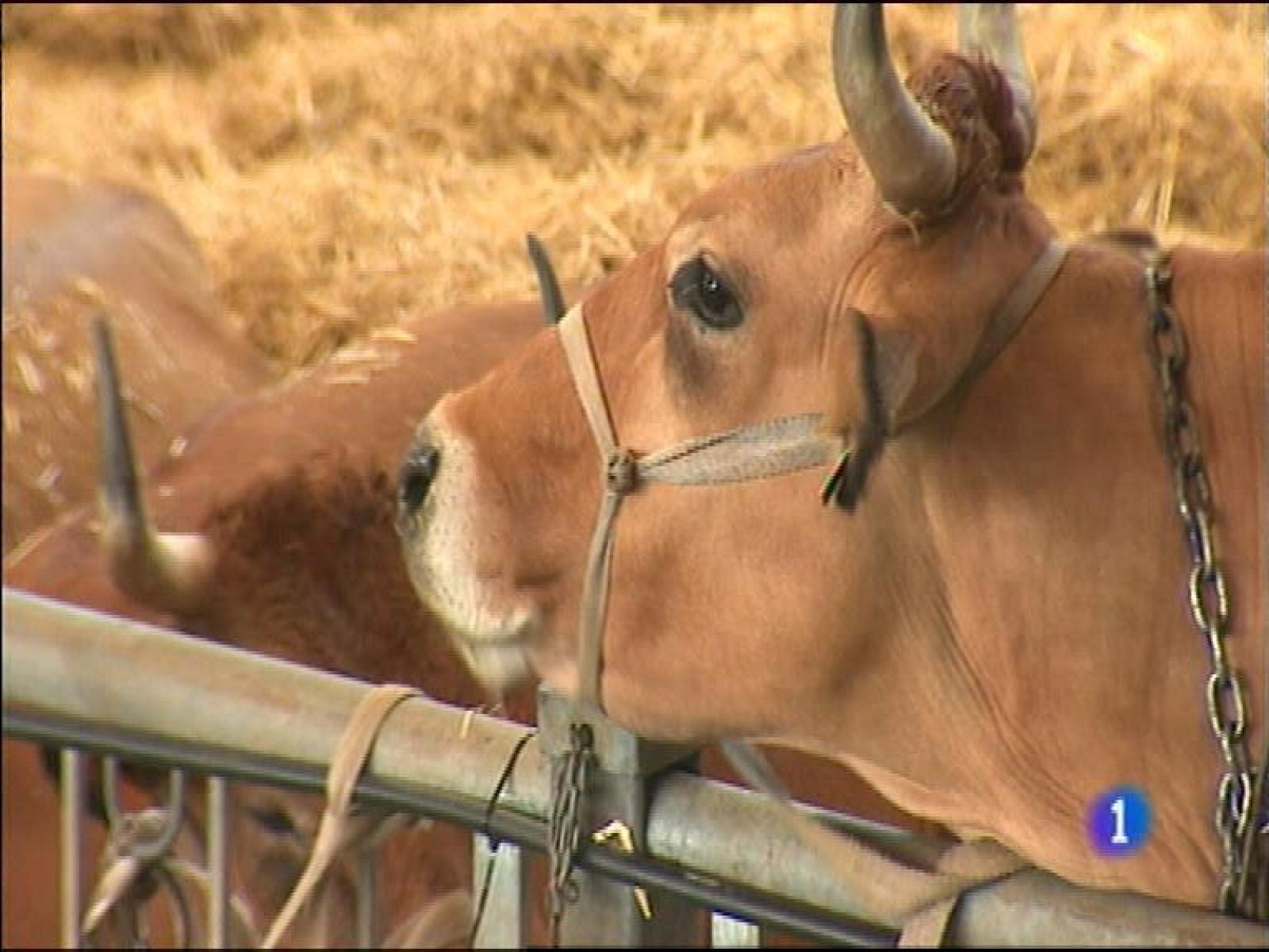 Asturias en 2' - 25/08/15 | Ver