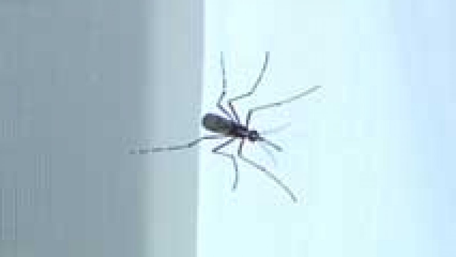 Telediario 1: Vigilancia del mosquito que transmite el chikunguña | RTVE Play
