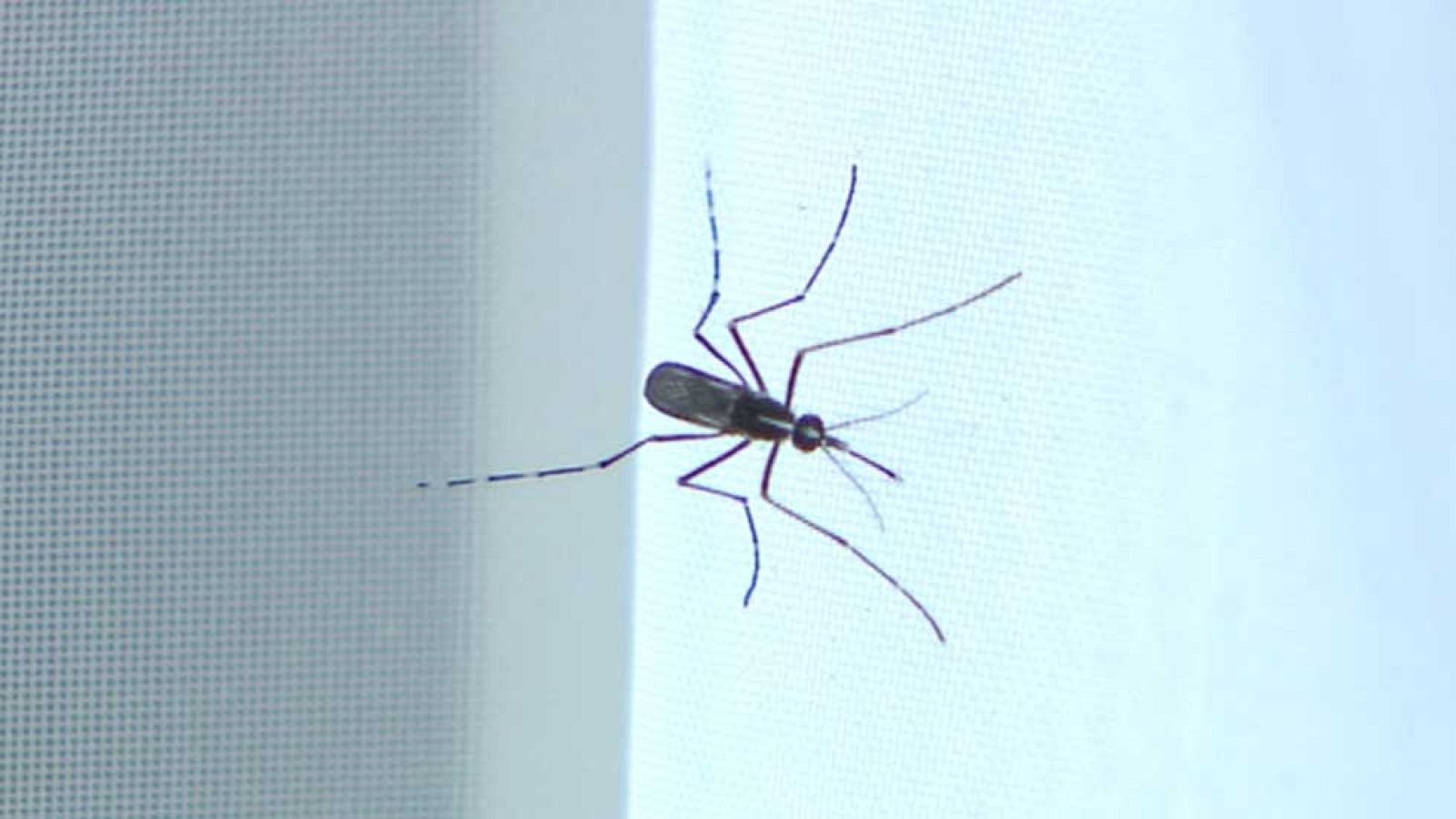 Preocupación por el primer caso firmado del virus Chikungunya