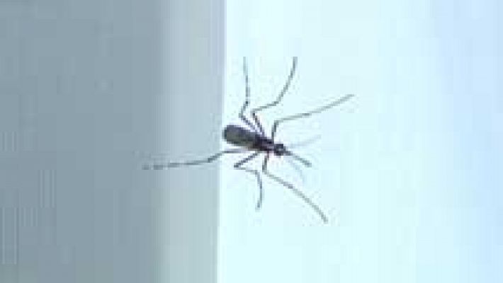 Telediario 1 - Vigilancia del mosquito que transmite el chikunguña