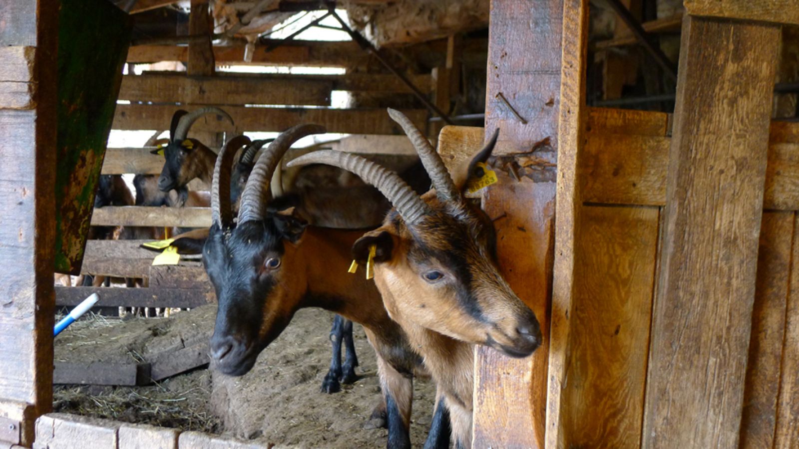 Las cabras que no amaban la lluvia