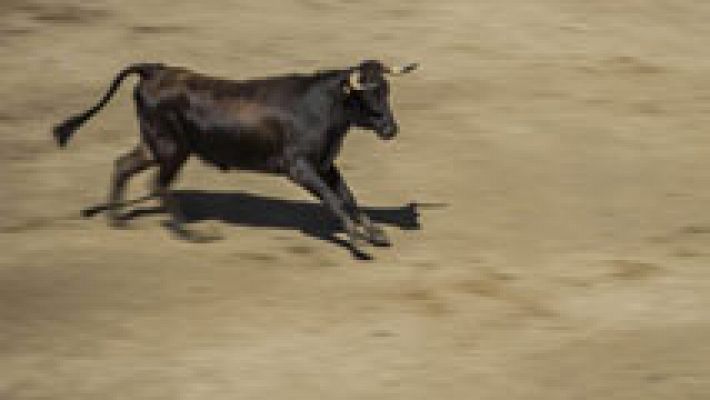 Vaca a la fuga en Les Coves de Vinromà 