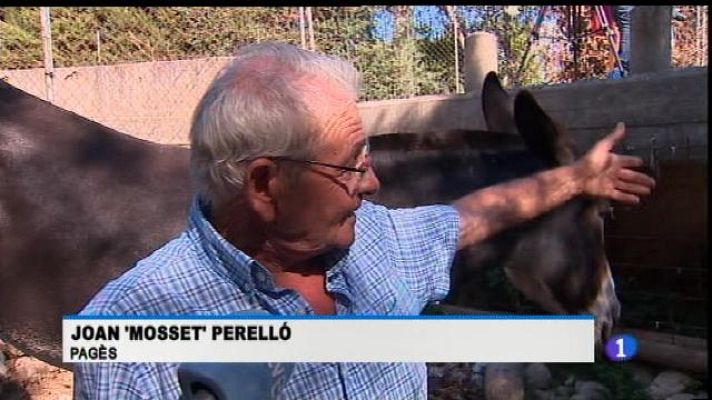 Informatiu Balear - Una tecnologia 'bestial' per netejar torrents.