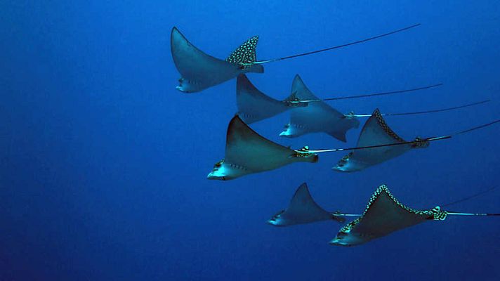 Grandes documentales - La magia del Gran Azul: Norteamérica