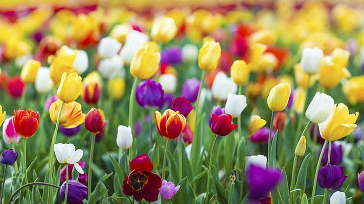 Documenta2 - La burbuja del tulipán