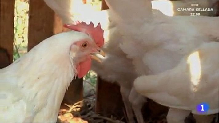 Aquí la Tierra - ¡Pero qué buenos los huevos de la gallina ecológica!