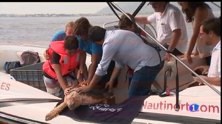 Informatiu Balear - Tornen a la mar una tortuga ferida pels plàstics.
