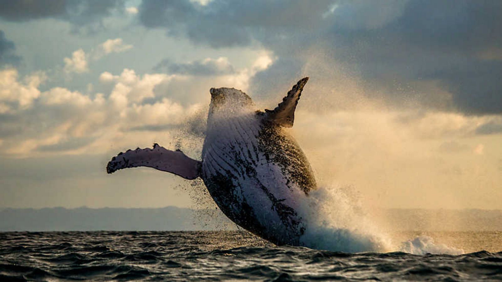 Grandes documentales - En la zona de alimentación de las ballenas jorobadas