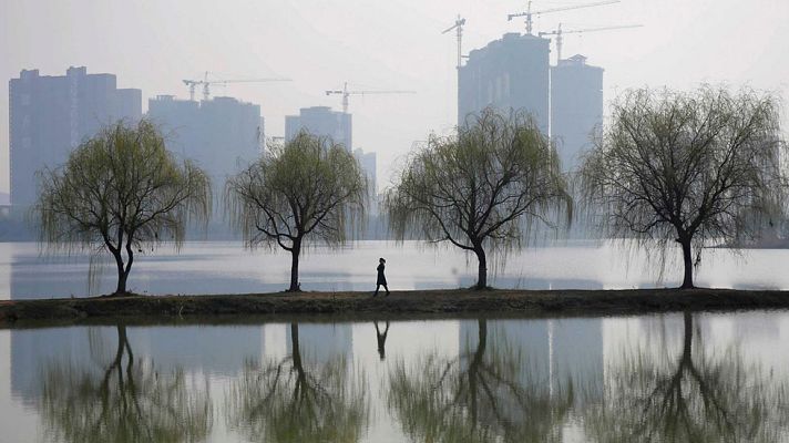 Telediario 1 - Tres billones de árboles en la Tierra, casi ocho veces más de lo que se pensaba