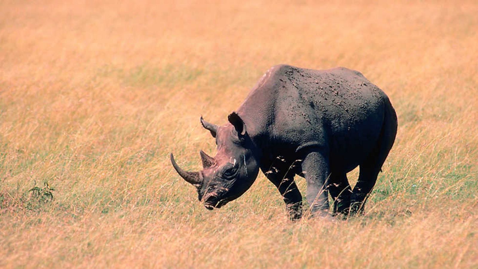 Grandes documentales - El vuelo del Rinoceronte