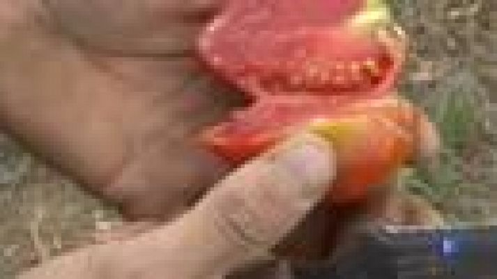 L'Informatiu - Els bancs de llavors que recuperen varietats perdudes de fruites, verdures i altres coses de menjar