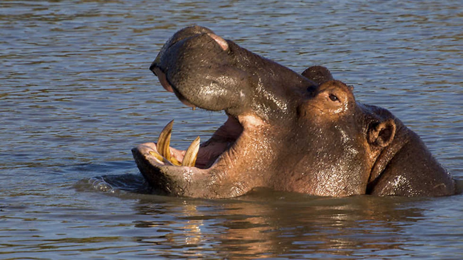 Grandes documentales - La playa de los hipopótamos