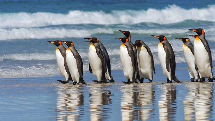 Pingüinos. Un espía en el grupo: El viaje
