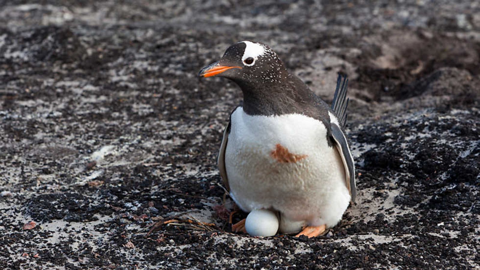 Grandes documentales - Pingüinos. Un espía en el grupo: Los primeros pasos