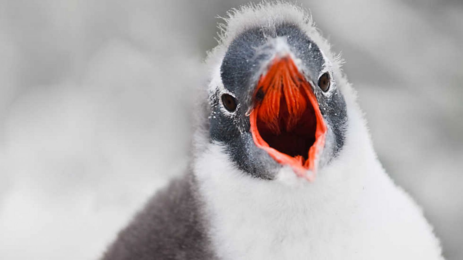 Grandes documentales - Pingüinos. Un espía en el grupo: Creciendo